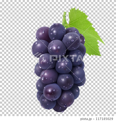 巨峰 イラスト リアル ぶどう 117185029