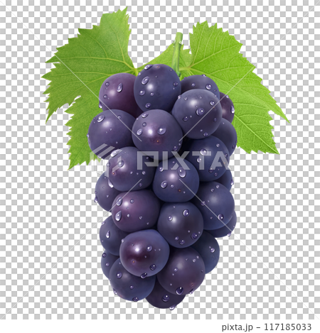 Kyoho illustration realistic grapes 117185033