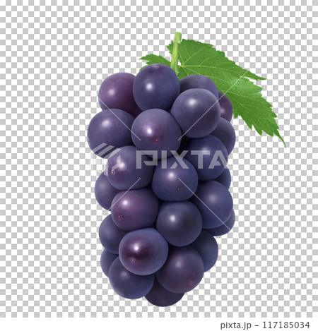巨峰插畫真實葡萄 117185034