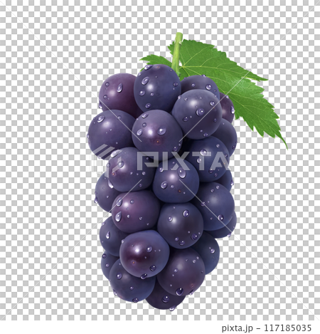 巨峰 イラスト リアル ぶどう 117185035