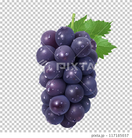 巨峰插畫真實葡萄 117185037