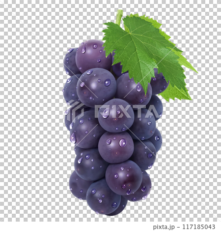 巨峰插畫真實葡萄 117185043