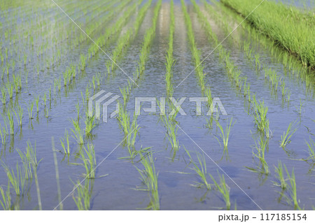 田植え後の水田、夏の風景 117185154