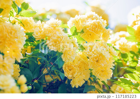 家の周りの草花 四季の色々 家の垣根に黄色の美しく清楚なモッコウバラの花が青咲きました 家の周りの草花 四季の色々 家の垣根に黄色の美しく清楚なモッコウバラの花が青咲きました 117185223