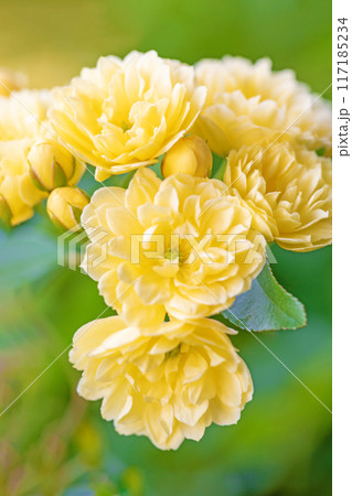 家の周りの草花　四季の色々　家の垣根に黄色の美しく清楚なモッコウバラの花が青咲きました 117185234