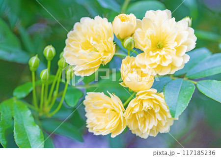 家の周りの草花　四季の色々　家の垣根に黄色の美しく清楚なモッコウバラの花が青咲きました 117185236