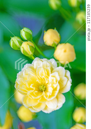 家の周りの草花　四季の色々　家の垣根に黄色の美しく清楚なモッコウバラの花が青咲きました 117185239