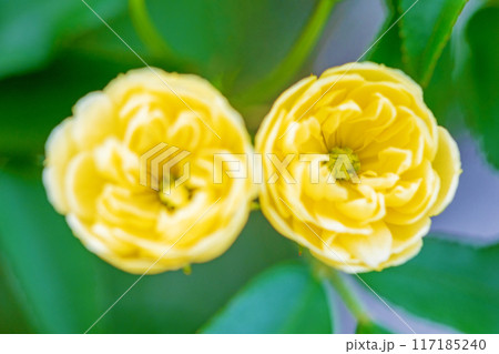 家の周りの草花　四季の色々　家の垣根に黄色の美しく清楚なモッコウバラの花が青咲きました 117185240