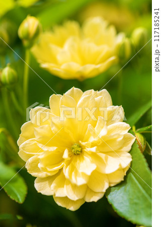 家の周りの草花　四季の色々　家の垣根に黄色い清楚なモッコウバラの花が青空に向かって咲きました 117185241