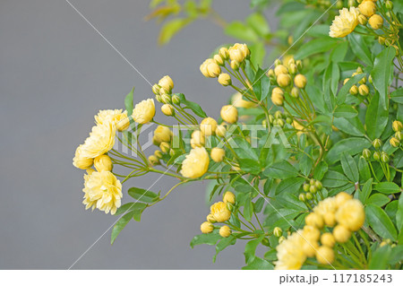 家の周りの草花　四季の色々　家の垣根に黄色の美しく清楚なモッコウバラの花が青咲きました 117185243
