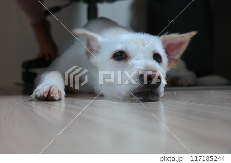 White puppy lying on the living room floor 117185244
