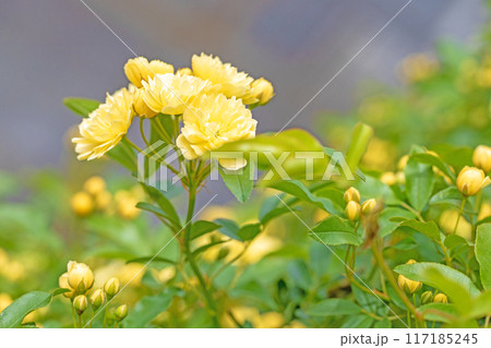 家の周りの草花　四季の色々　家の垣根に黄色の美しく清楚なモッコウバラの花が青咲きました 117185245