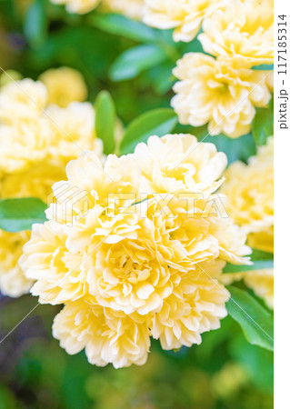 家の周りの草花　四季の色々　家の垣根に黄色の美しく清楚なモッコウバラの花が青咲きました 117185314