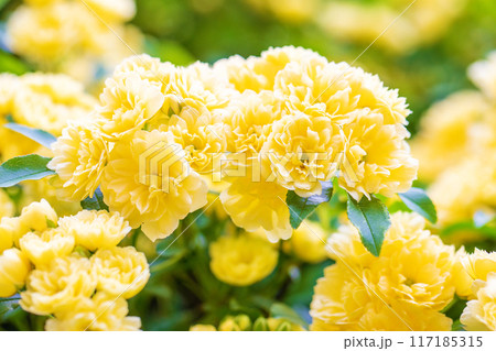 家の周りの草花 四季の色々 家の垣根に黄色の美しく清楚なモッコウバラの花が青咲きました 家の周りの草花 四季の色々 家の垣根に黄色の美しく清楚なモッコウバラの花が青咲きました 117185315