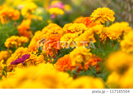 マリーゴールド/千寿菊のイメージ マリーゴールド/千寿菊のイメージ 117185504