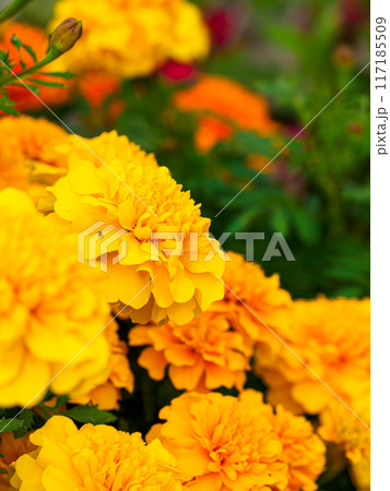 マリーゴールド/千寿菊のイメージ マリーゴールド/千寿菊のイメージ 117185509