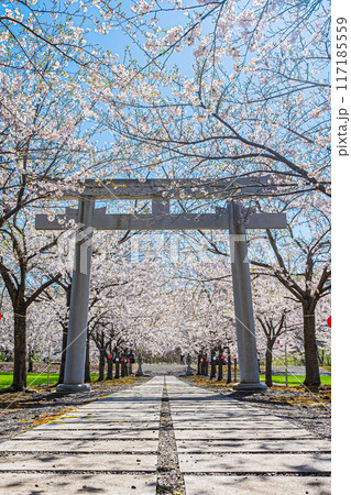 明和神社　春の風景 117185559
