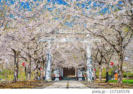明和神社 春の風景 明和神社 春の風景 117185576
