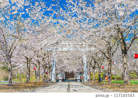 明和神社 春の風景 明和神社 春の風景 117185583