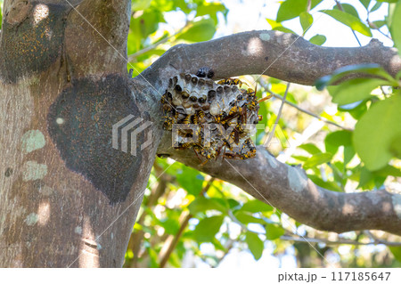巣作りをするあしなが蜂 117185647
