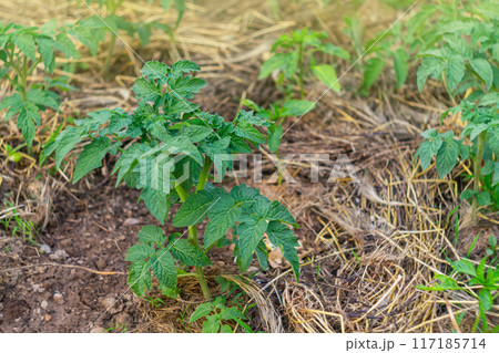 Young tomato bushes grow in the garden in mulched soil under them to create favorable conditions for strengthening the root structure and enriching nutrients, substrates and microorganisms Young tomato bushes grow in the garden in mulched soil under them to create favorable conditions for strengthening the root structure and enriching nutrients, substrates and microorganisms 117185714