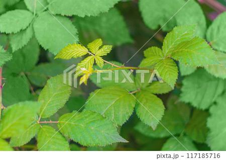 Young fresh green leaves and thorny branches of blackberry bushes that grew in early summer. Gardening for the purpose of growing fruits for a complete diet of vitamins and nutrients Young fresh green leaves and thorny branches of blackberry bushes that grew in early summer. Gardening for the purpose of growing fruits for a complete diet of vitamins and nutrients 117185716