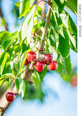 果物　サクランボ 117185891