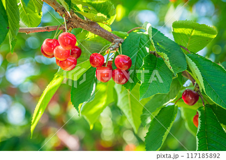 果物　サクランボ 117185892