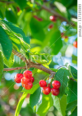 果物　サクランボ 117185893