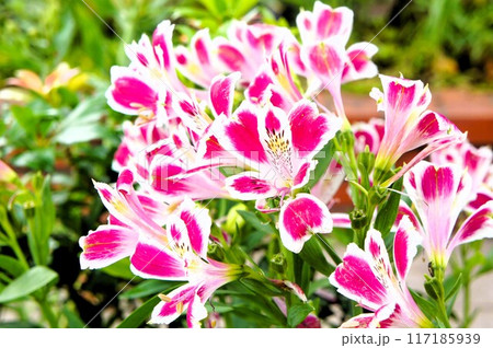 アルストロメリアの花 アルストロメリアの花 117185939