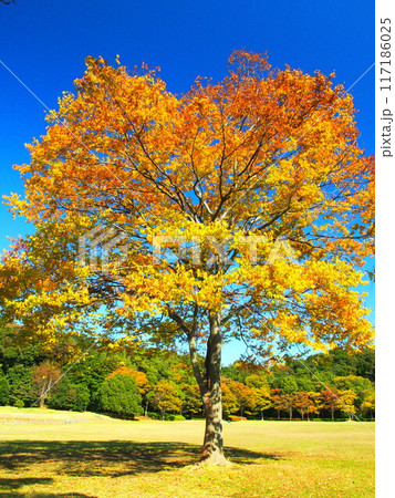 紅葉の欅のある秋の21世紀の森と広場風景 紅葉の欅のある秋の21世紀の森と広場風景 117186025