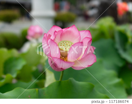 ハスの花と蕾 117186074