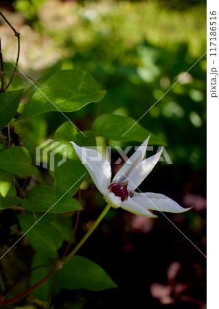 そっと開き始める白色のクレマチス・カザグルマの花。花言葉は「精神の美」「旅人の喜び」「甘い束縛」。 117186516