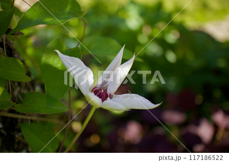 そっと開き始める白色のクレマチス・カザグルマの花。花言葉は「精神の美」「旅人の喜び」「甘い束縛」。 そっと開き始める白色のクレマチス・カザグルマの花。花言葉は「精神の美」「旅人の喜び」「甘い束縛」。 117186522