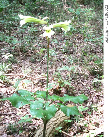 ウバユリ　姥百合　（鐘撞堂山／深谷市） 117186622