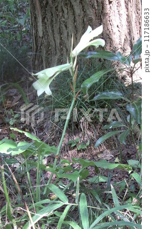 ウバユリ　姥百合　（鐘撞堂山／深谷市） 117186633