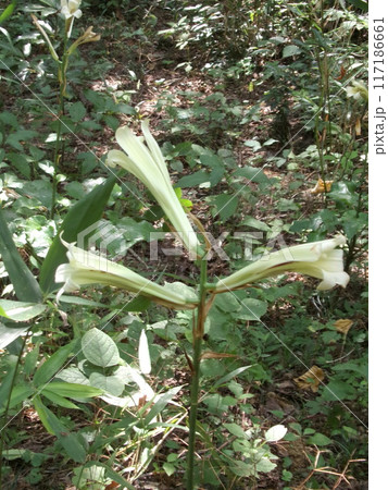 ウバユリ　姥百合　（鐘撞堂山／深谷市） 117186661