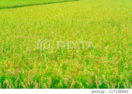 【米素材】実りの水田【長野県】 117186662
