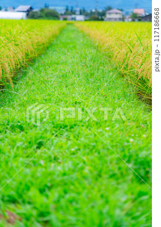 【米素材】実りの水田【長野県】 【米素材】実りの水田【長野県】 117186668