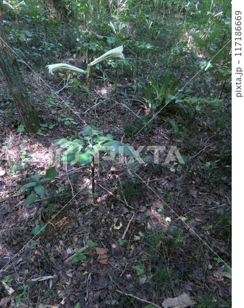 ウバユリ　姥百合　（鐘撞堂山／深谷市） 117186669