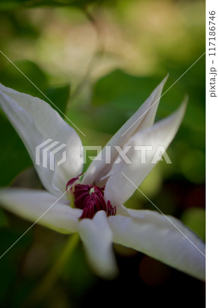そっと開き始める白色のクレマチス・カザグルマの花。花言葉は「精神の美」「旅人の喜び」「甘い束縛」。 117186746
