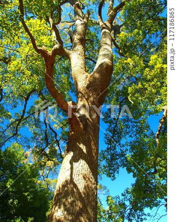 冬の公園の楠 117186865
