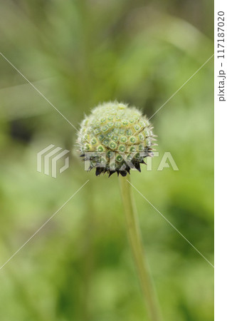Giant scabious 117187020