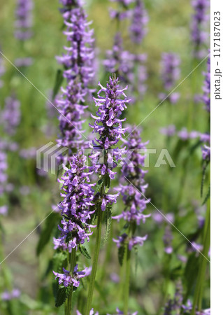 Common hedgenettle 117187023