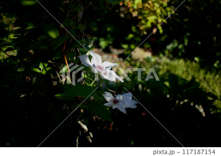 白色のクレマチス・カザグルマの開花。花言葉は「精神の美」「旅人の喜び」「甘い束縛」。 117187154