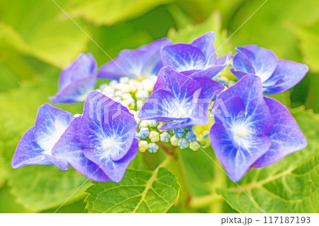 家の周りの草花 四季の色々 近くのアジサイ園の木々がピンクや白色の花で彩どられました 家の周りの草花 四季の色々 近くのアジサイ園の木々がピンクや白色の花で彩どられました 117187193