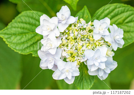 家の周りの草花　四季の色々　近くのアジサイ園の木々がピンクや白色の花で彩どられました 117187202