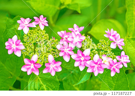 家の周りの草花 四季の色々 近くのアジサイ園の木々がピンクや白色の花で彩どられました 家の周りの草花 四季の色々 近くのアジサイ園の木々がピンクや白色の花で彩どられました 117187227