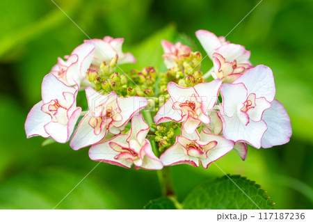 家の周りの草花 四季の色々 近くのアジサイ園の木々がピンクや白色の花で彩どられました 家の周りの草花 四季の色々 近くのアジサイ園の木々がピンクや白色の花で彩どられました 117187236