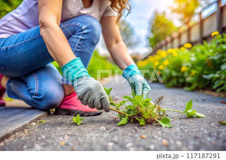 A woman's hands weeds out of the yard concrete slabs A woman's hands weeds out of the yard concrete slabs 117187291